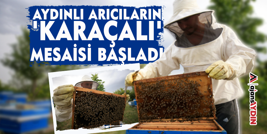 Aydınlı arıcıların 'Karaçalı' mesaisi başladı