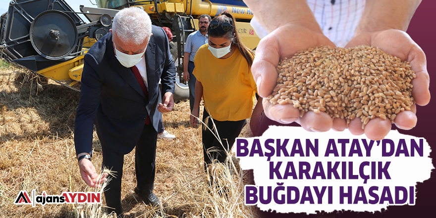 Başkan Atay'dan karakılçık buğday hasadı