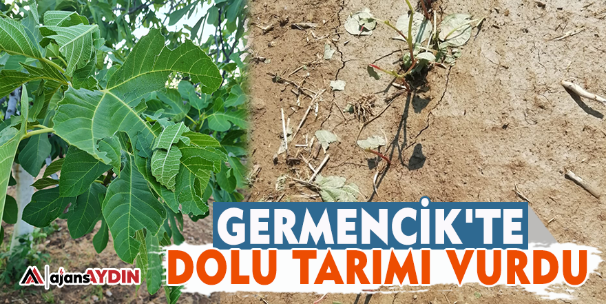 Germencik'te dolu tarımı vurdu
