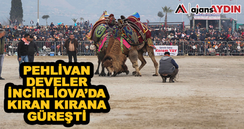 Pehlivan develer İncirliova'da kıran kırana güreşti