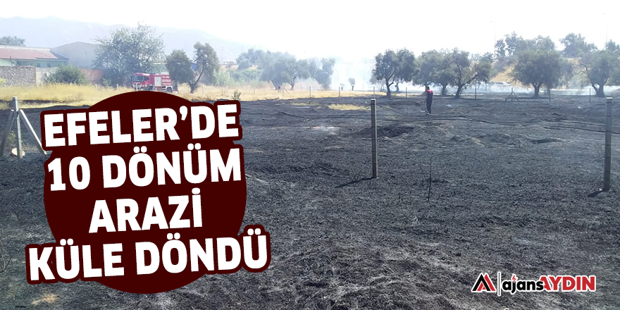 Efeler'de 10 dönüm arazi küle döndü