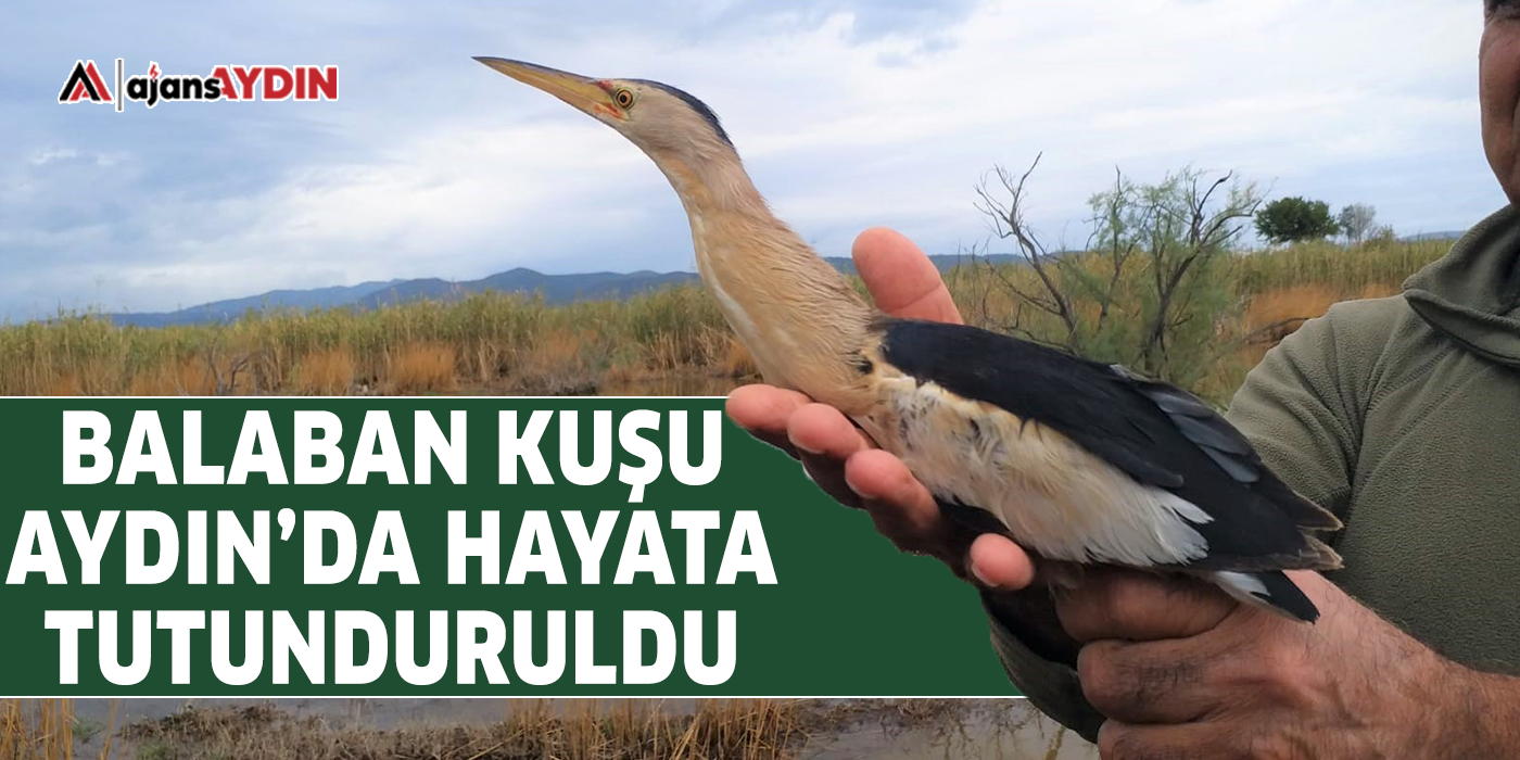 Balaban kuşu Aydın'da hayata tutunduruldu