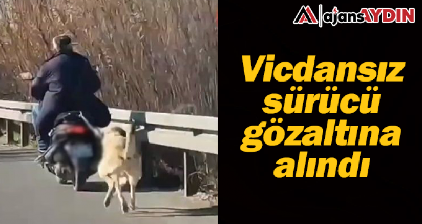 Vicdansız sürücü göz altına alındı