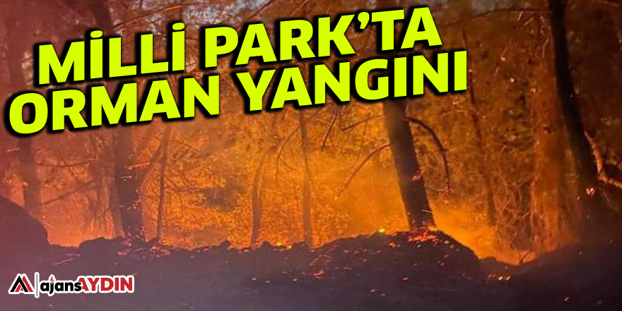 Milli Park'ta orman yangını