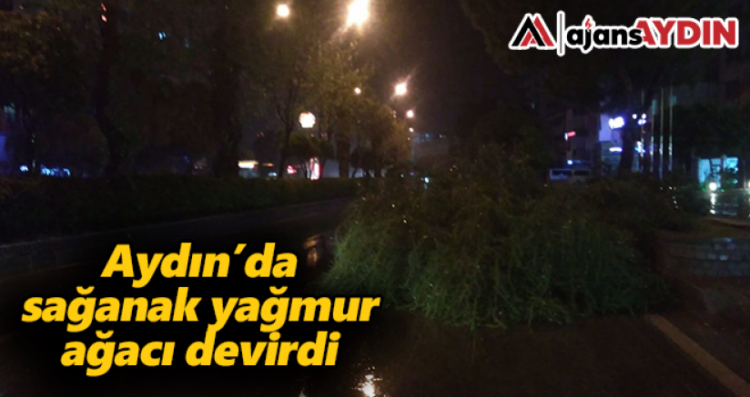 Aydın'da sağanak yağmur ağacı devirdi