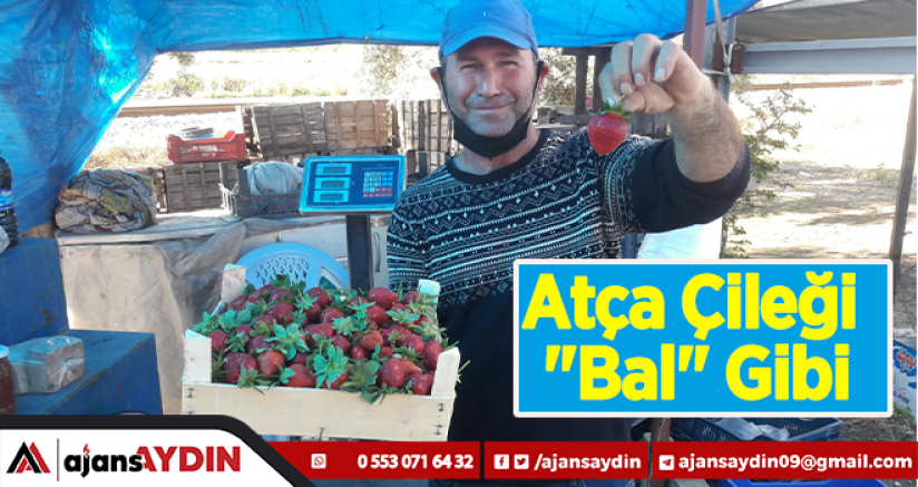Atça Çileği 'Bal Gibi'