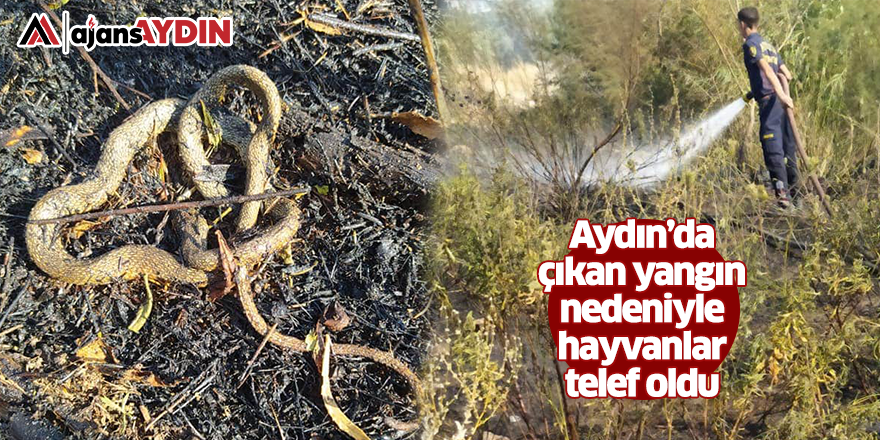 Aydın'da çıkan yangın nedeniyle hayvanlar telef oldu