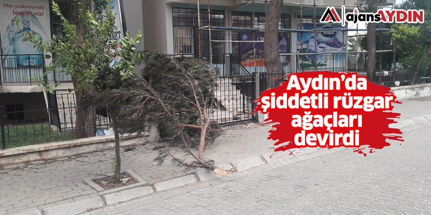 Aydın'da şiddetli rüzgar ağaçları devirdi