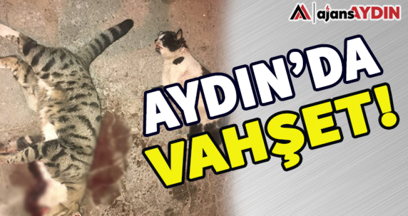 Aydın'da vahşet!