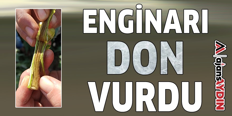ENGİNARI DON VURDU