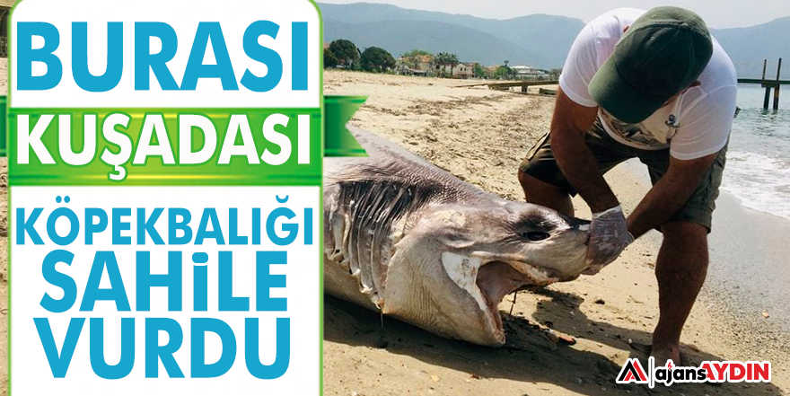 KÖPEKBALIĞI SAHİLE VURDU