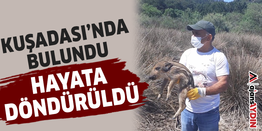 Kuşadası'nda bulundu hayata döndürüldü