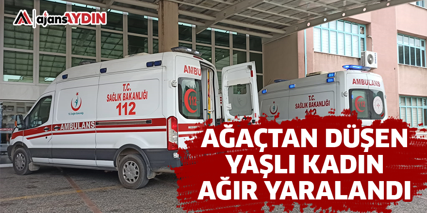 Ağaçtan düşen yaşlı kadın ağır yaralandı